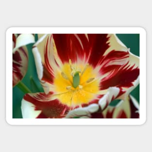 TULIP Sticker